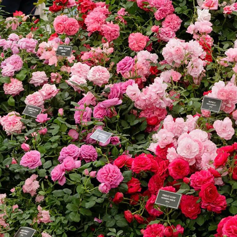 Bouquets of pink and red roses with green leaves