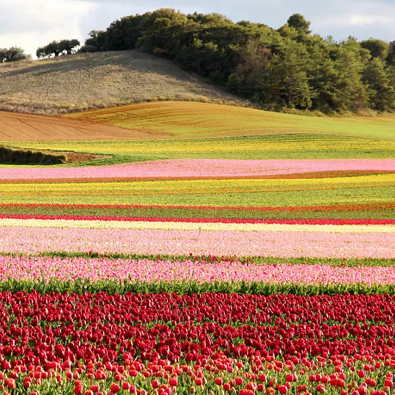 Colorful tulip field with a hill and trees in the background