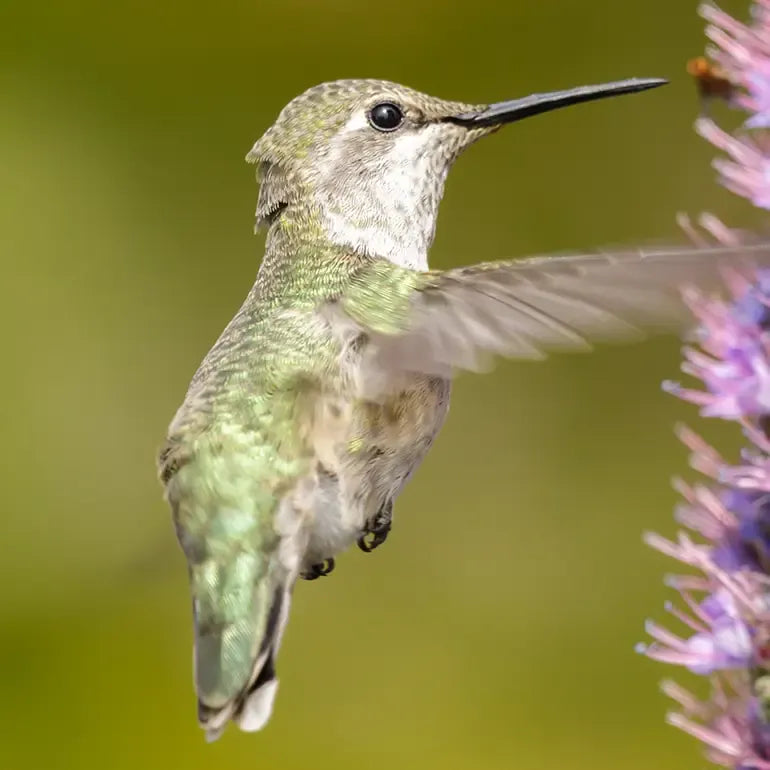 A close-up action shot of a hummingbird in flight, hovering near a purple flower. The bird has iridescent green and gray feathers, a long black beak, and blurred wings.