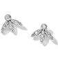 Brighton stud earrings with silver-plated leaf clusters and round crystal accents on a white background